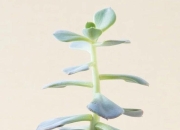 养护室内盆栽植物的时候要注意定期检查它们的生长状况