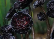 国内外的多肉植物，更像是可爱迷人的小宠物