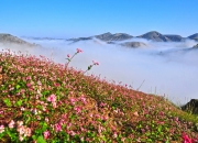 定边第四届红花荞麦旅游节文艺晚会即将拉开序幕，精彩节目预告