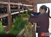 聋哑妇女范水英：勤劳致富的典范，年收入50万元的养殖能手