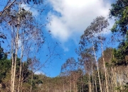 桉树不能有病：常见病虫害及防治基本原则