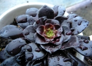 黑法师多肉植物：紫黑色莲座叶盘的独特栽培品种与养护指南