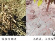 芒果幼苗种植与管理技术要点，关乎新产区新手种植户