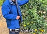 柑橘科11至12月的落叶炭疽病，竟如此影响明年产量