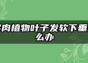 多肉植物叶子叶子发软下垂怎么办？怎么解决？