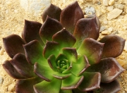 黑王子：景天科多肉植物，养护要点与观赏价值全解析