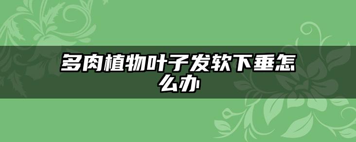 多肉植物叶子发软下垂怎么办