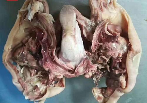 砍活羊头视频_活割羊头视频_活砍羊脑袋视频