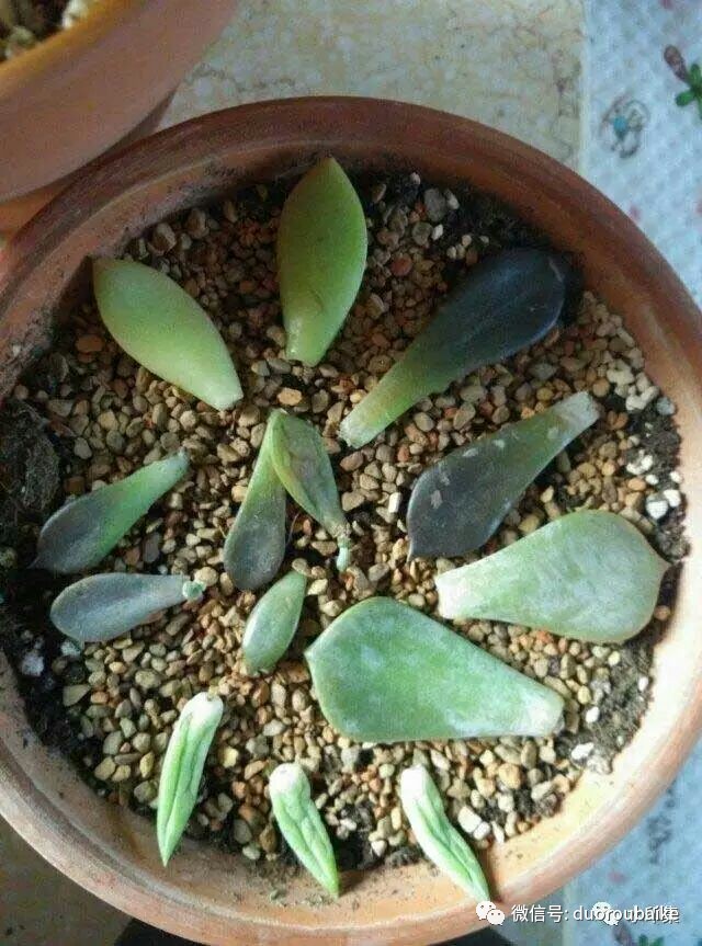 盆的图片可爱_盆图片大全大图_黑王子暴盆图片