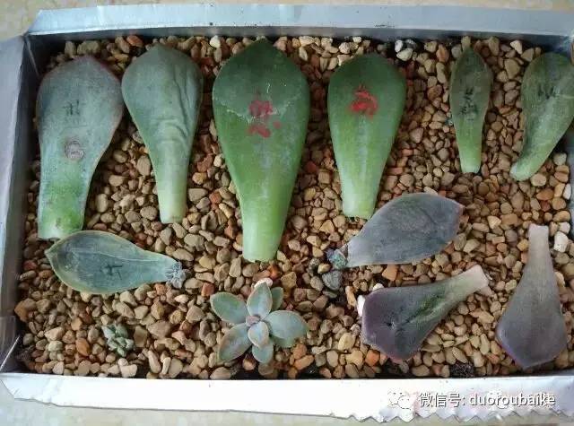 黑王子暴盆图片_盆图片大全大图_盆的图片可爱