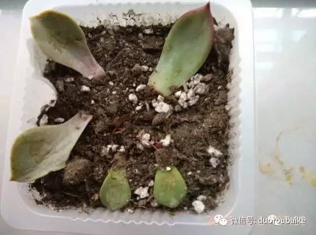 黑王子暴盆图片_盆图片大全大图_盆的图片可爱
