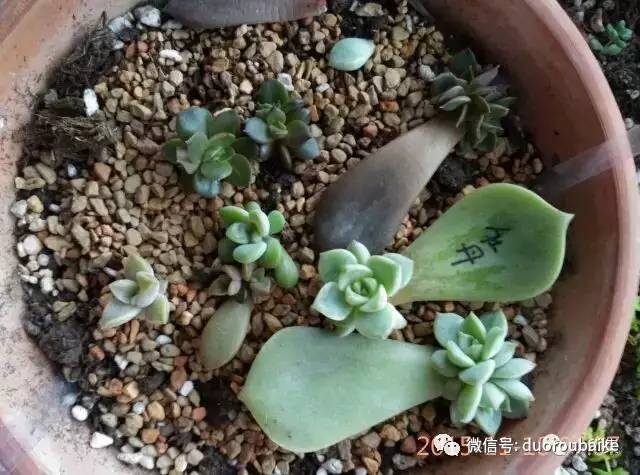 盆的图片可爱_盆图片大全大图_黑王子暴盆图片