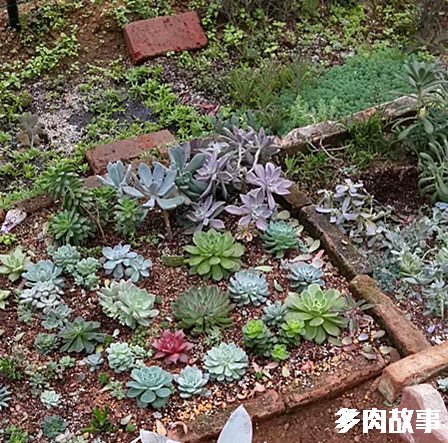 黑王子多肉开花_多肉黑王子怎么养护_开花多肉黑王子怎么养