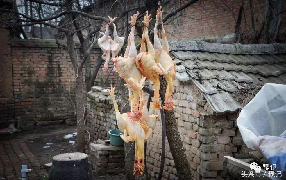 小媳妇杀公鸡_老婆在家杀鸡杀鸭_新媳妇杀鸡