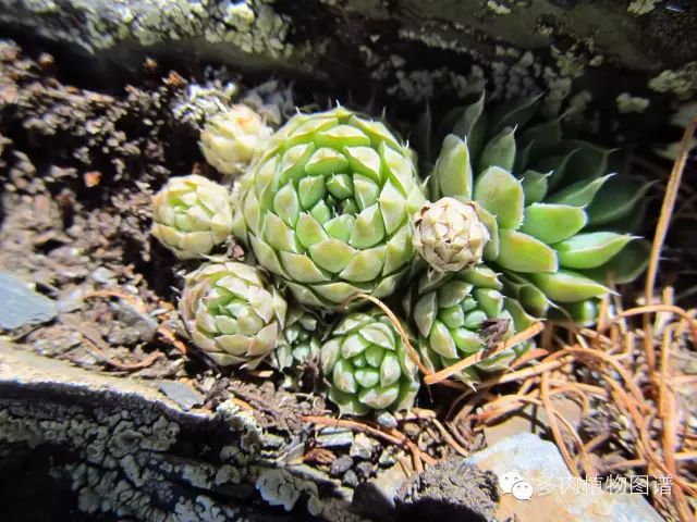 黑王子开花图片欣赏_黑王子开花后怎么处理_黑王子开花需要剪掉吗