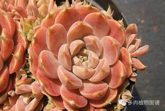 黑王子开花图片欣赏_黑王子开花需要剪掉吗_黑王子开花后怎么处理
