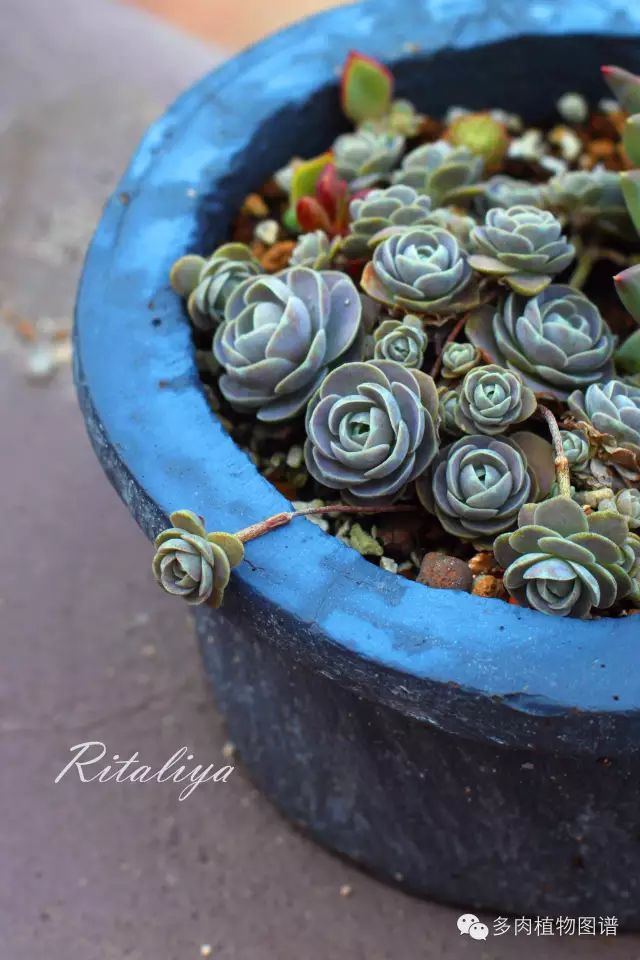 黑王子开花后怎么处理_黑王子开花图片欣赏_黑王子开花需要剪掉吗