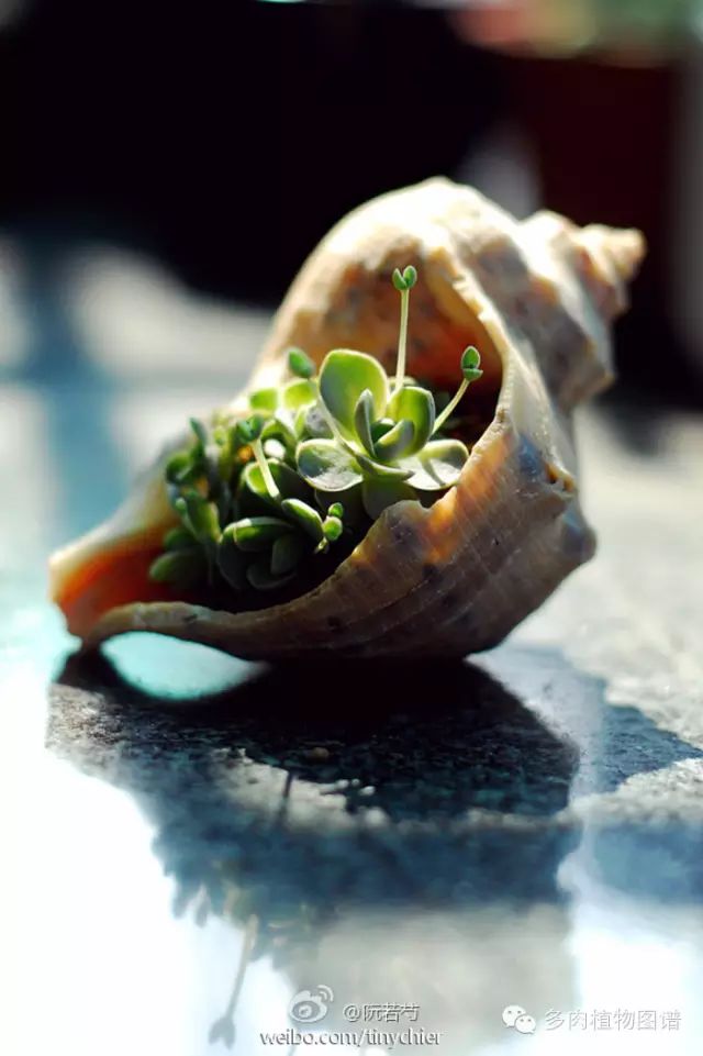 黑王子开花图片欣赏_黑王子开花需要剪掉吗_黑王子开花后怎么处理