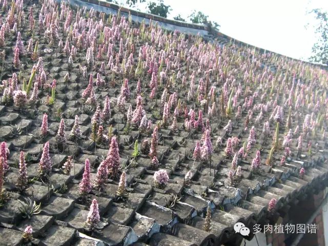 黑王子开花图片欣赏_黑王子开花后怎么处理_黑王子开花需要剪掉吗