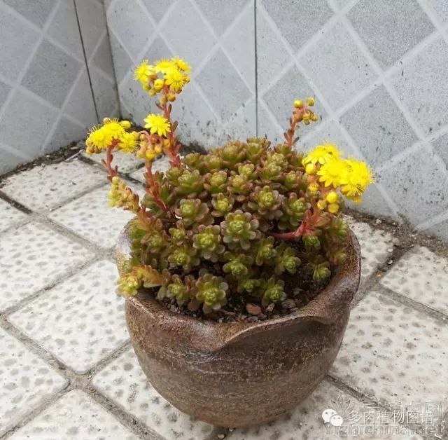 黑王子开花需要剪掉吗_黑王子开花图片欣赏_黑王子开花后怎么处理