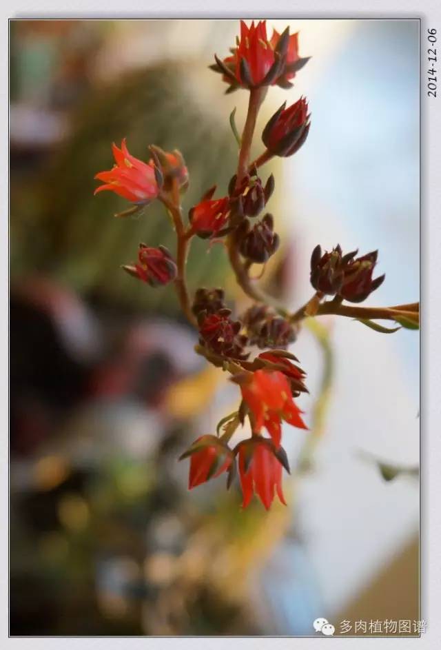 黑王子开花需要剪掉吗_黑王子开花图片欣赏_黑王子开花后怎么处理