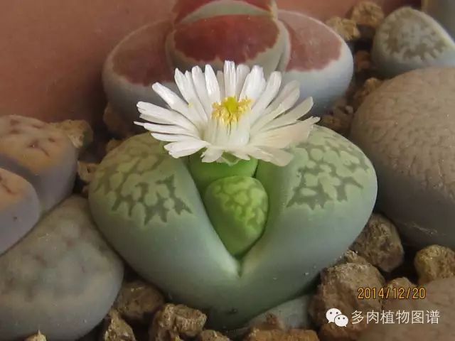 黑王子开花后怎么处理_黑王子开花图片欣赏_黑王子开花需要剪掉吗