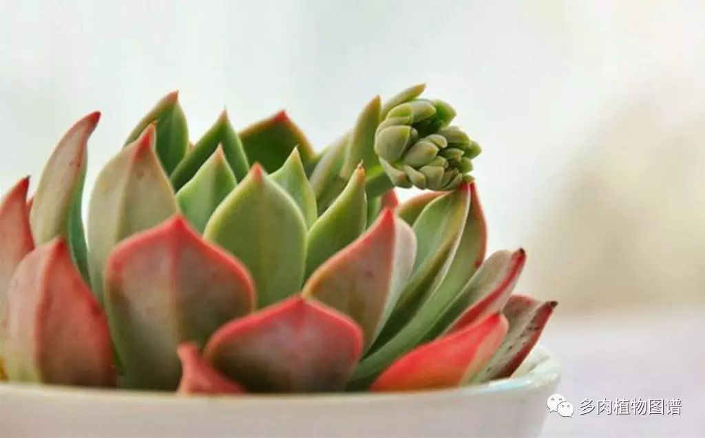 黑王子开花需要剪掉吗_黑王子开花后怎么处理_黑王子开花图片欣赏