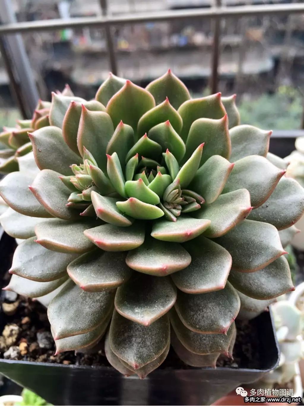 黑王子开花后怎么处理_黑王子开花需要剪掉吗_黑王子开花图片欣赏