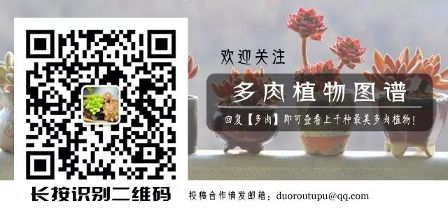黑王子开花后怎么处理_黑王子开花需要剪掉吗_黑王子开花图片欣赏