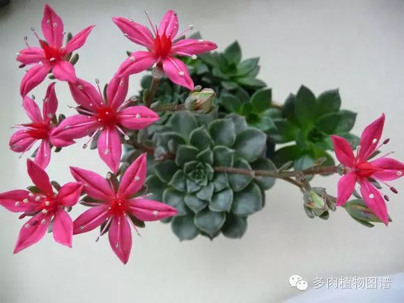 黑王子开花需要剪掉吗_黑王子开花后怎么处理_黑王子开花图片欣赏