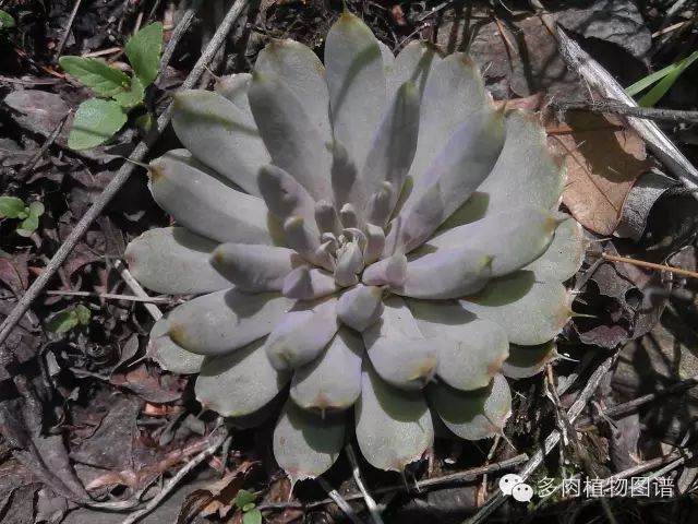 黑王子开花后怎么处理_黑王子开花需要剪掉吗_黑王子开花图片欣赏