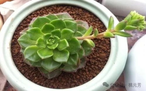 开花处理黑王子后怎么养护_黑王子开花后怎么处理_开花处理黑王子后怎么办