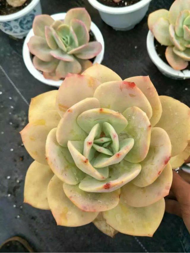 叶子掉黑王子怎么回事_黑王子掉叶子_黑王子掉叶子怎么处理