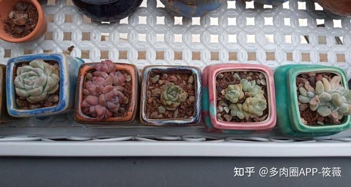 繁殖多肉黑王子怎么养_多肉黑王子的养护_黑王子多肉怎么繁殖