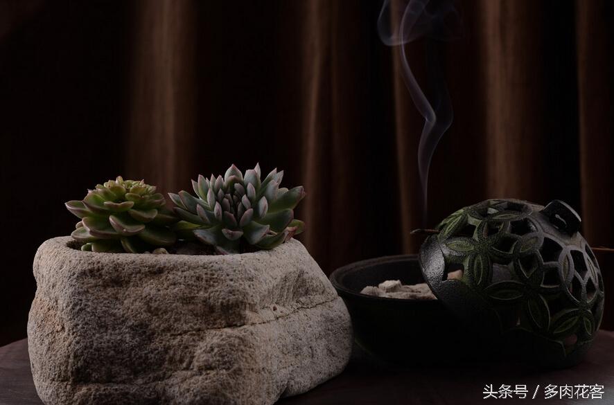 黑王子多肉开花_多肉植物黑王子_开花多肉黑王子怎么养