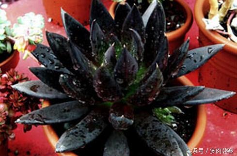 开花多肉黑王子怎么养_多肉植物黑王子_黑王子多肉开花
