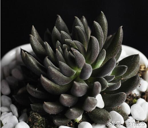 开花多肉黑王子怎么养_多肉植物黑王子_黑王子多肉开花