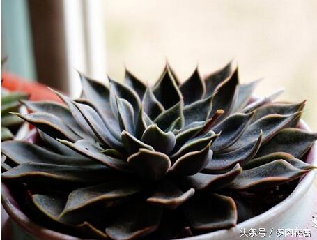 多肉植物黑王子_开花多肉黑王子怎么养_黑王子多肉开花