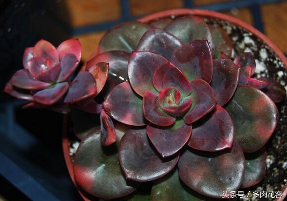 黑王子多肉开花_多肉植物黑王子_开花多肉黑王子怎么养