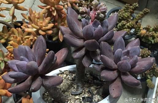 黑王子多肉开花_多肉植物黑王子_开花多肉黑王子怎么养
