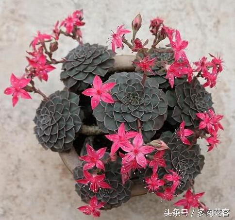 多肉植物黑王子_黑王子多肉开花_开花多肉黑王子怎么养