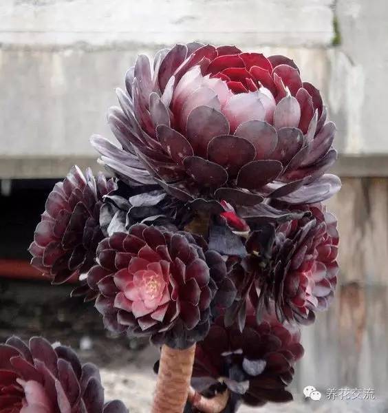 黑王子多肉开花_多肉植物黑王子_开花多肉黑王子怎么养