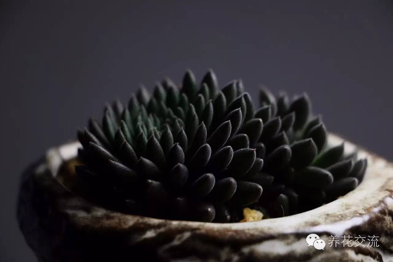 开花多肉黑王子怎么养_黑王子多肉开花_多肉植物黑王子