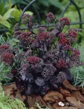 开花多肉黑王子怎么养_多肉植物黑王子_黑王子多肉开花