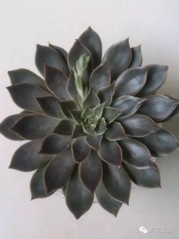 黑王子多肉开花_多肉植物黑王子_开花多肉黑王子怎么养