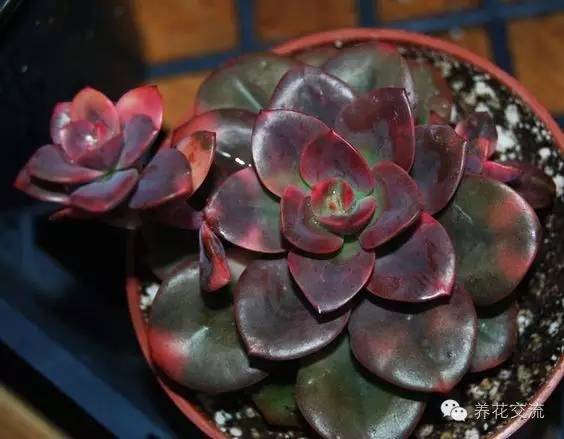 多肉植物黑王子_开花多肉黑王子怎么养_黑王子多肉开花