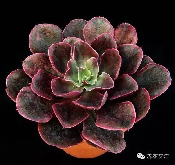 开花多肉黑王子怎么养_多肉植物黑王子_黑王子多肉开花