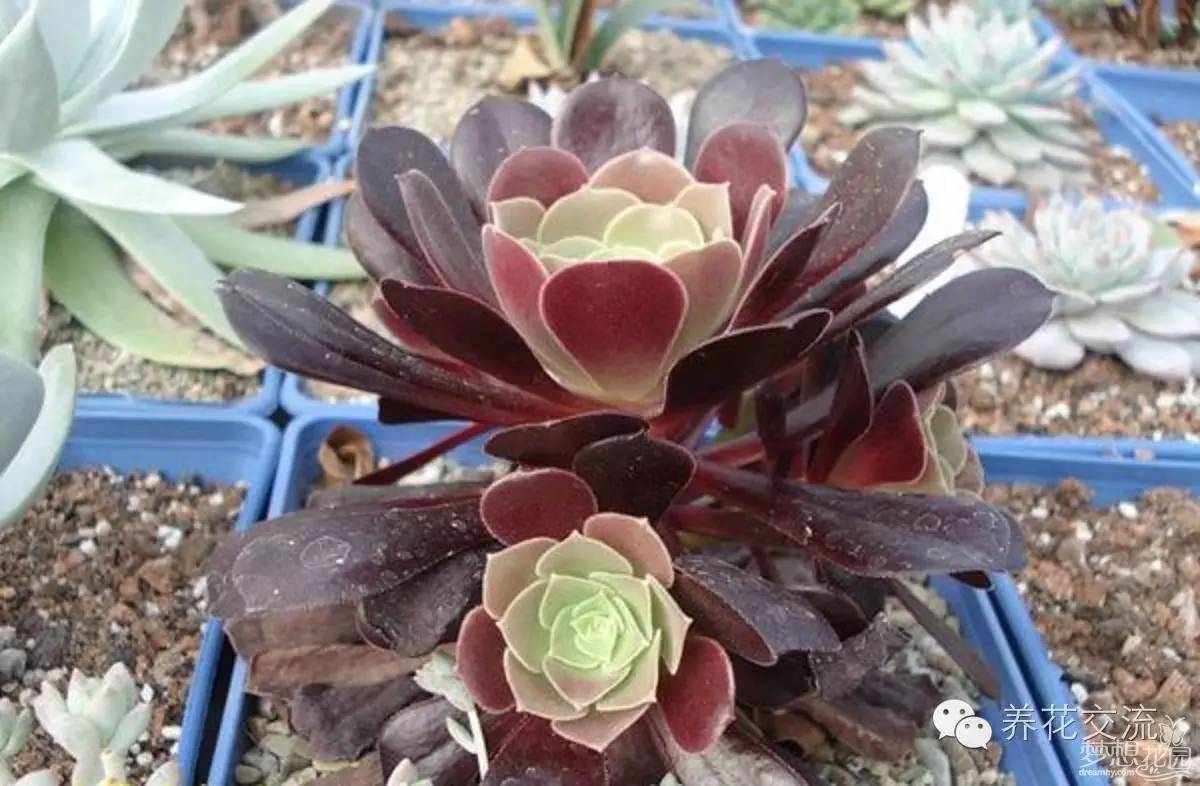 多肉植物黑王子_开花多肉黑王子怎么养_黑王子多肉开花