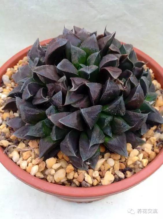 黑王子多肉开花_多肉植物黑王子_开花多肉黑王子怎么养