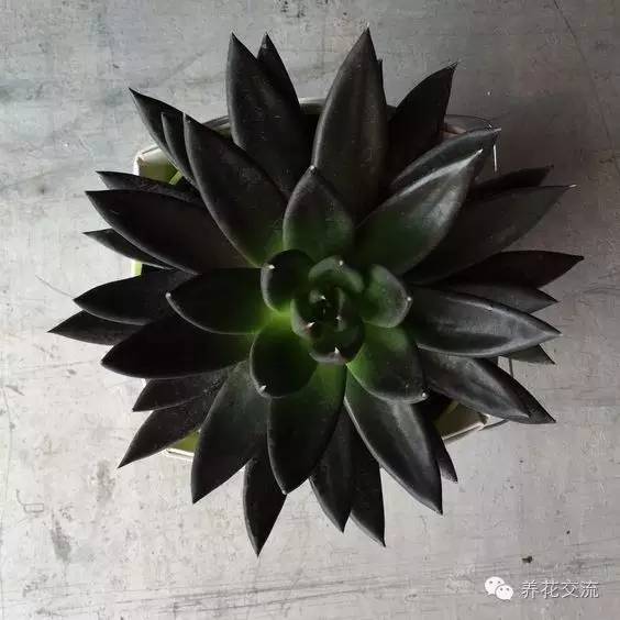 黑王子多肉开花_多肉植物黑王子_开花多肉黑王子怎么养